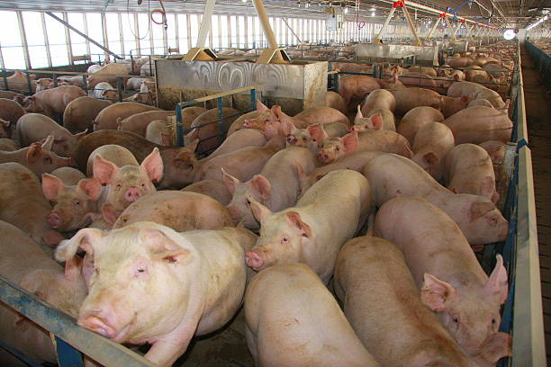 Giá heo hơi hôm nay 24/3: Chững lại ở nhiều nơi, riêng miền Nam tăng 1.000 đồng/kg - Ảnh 2.