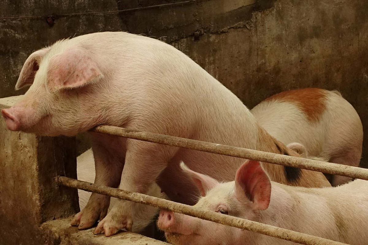 Giá heo hơi hôm nay 9/3: Điều chỉnh tăng từ 1.000 đồng/kg đến 2.000 đồng/kg - Ảnh 3. Giá heo hơi hôm nay 9/3: Điều chỉnh tăng từ 1.000 đồng/kg đến 2.000 đồng/kg - Ảnh 3.