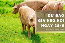 Dự báo giá heo hơi ngày 25/6: Các thị trường tiếp tục biến động trái chiều?