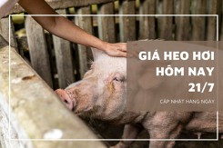 Giá heo hơi hôm nay 21/7: Biến động trái chiều 1.000 - 5.000 đồng/kg