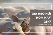 Giá heo hơi hôm nay 25/7: Biến động trái chiều từ 1.000 đồng/kg đến 2.000 đồng/kg