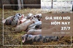 Giá heo hơi hôm nay 27/7: Biến động trái chiều ở khu vực miền Nam 1.000 - 3.000 đồng/kg