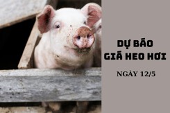 Dự báo giá heo hơi ngày 12/5: Xu hướng tăng sẽ tiếp tục?