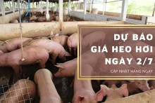 Dự báo giá heo hơi ngày 2/7: Các khu vực sẽ không có biến động mới?