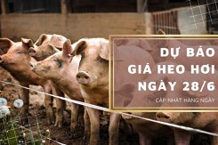Dự báo giá heo hơi ngày 28/6: Xu hướng tăng vẫn sẽ duy trì ổn định?