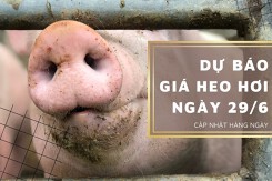 Dự báo giá heo hơi ngày 29/6: Thị trường vẫn sẽ tiếp đà tăng nhẹ?