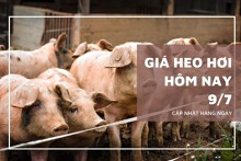 Giá heo hơi hôm nay 9/7: Tăng từ 1.000 đồng/kg đến 5.000 đồng/kg ở cả ba miền