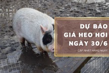 Dự báo giá heo hơi ngày 30/6: Thị trường quay lại đà phục hồi nhẹ?