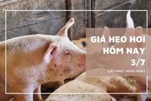 Giá heo hơi hôm nay 3/7: Xu hướng tăng ổn định vẫn tiếp tục?