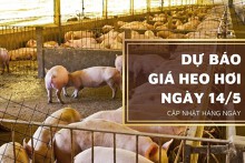 Dự báo giá heo hơi ngày 14/5: Xu hướng tăng sẽ diễn ra tại một số địa phương?