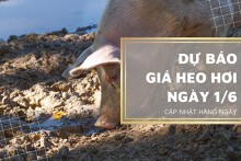 Dự báo giá heo hơi ngày 1/6: Xu hướng giảm vẫn kéo dài?
