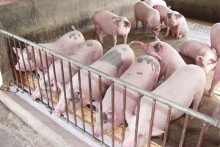 Giá heo hơi hôm nay 6/5: Tăng giảm trái chiều ở ba miền