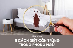 Mách bạn 5 cách diệt côn trùng trong phòng ngủ không phải ai cũng biết