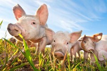 Dự báo giá heo hơi ngày 4/5: Xu hướng tăng vẫn sẽ duy trì ở một vài nơi?