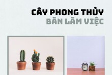 Gợi ý cây phong thủy để bàn làm việc mang lại nhiều may mắn