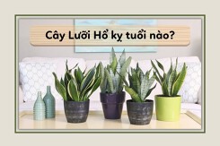 Cây lưỡi hổ kỵ tuổi nào và hợp tuổi nào?
