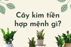Cây kim tiền hợp mệnh gì: Xác định đúng mệnh, rước đầy vận may