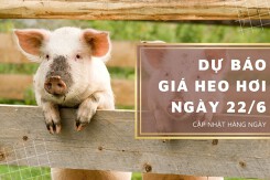 Dự báo giá heo hơi ngày 22/6: Các khu vực vẫn tiếp tục thu mua ổn định?