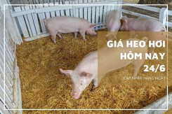 Giá heo hơi hôm nay 24/6: Biến động trái chiều cao nhất 4.000 đồng/kg
