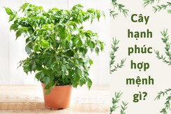 Cây hạnh phúc hợp mệnh gì? Vị trí đặt cây để vượng tài lộc