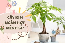 Cây kim ngân hợp mệnh gì? Tham khảo vị trí đặt cây chuẩn phong thủy