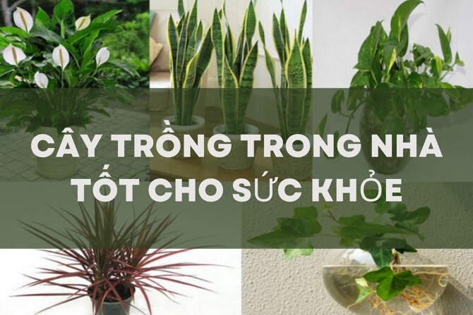 Tổng hợp những cây trồng trong nhà tốt cho sức khỏe