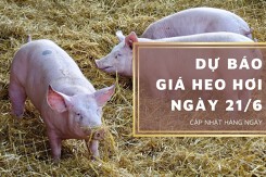 Dự báo giá heo hơi ngày 21/6: Đà giảm vẫn sẽ xuất hiện tại một vài địa phương?