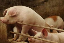 Giá heo hơi hôm nay 6/4: Điều chỉnh tăng cao nhất 2.000 đồng/kg ở một vài địa phương