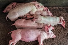 Giá heo hơi hôm nay 21/4: Biến động trái chiều tại một vài địa phương