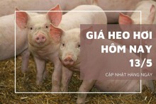 Giá heo hơi hôm nay 13/5: Đồng loạt đi ngang tại nhiều địa phương
