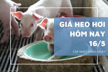 Giá heo hơi hôm nay 16/5: Ổn định trở lại sau đà tăng nhẹ vào tuần trước