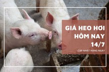 Giá heo hơi hôm nay 14/7: Tăng mạnh từ 1.000 đồng đến 7.000 đồng/kg