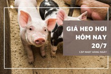 Giá heo hơi hôm nay 20/7: Ba miền tiếp tục tăng mạnh tại nhiều nơi