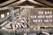 Dự báo giá heo hơi ngày 20/7: Xu hướng tăng tiếp tục được ghi nhận trên cả nước?