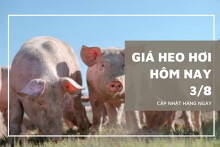 Giá heo hơi hôm nay 3/8: Điều chỉnh giảm rải rác ở hai miền Bắc - Nam