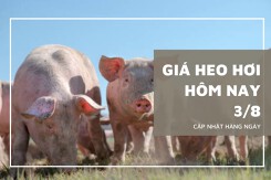 Giá heo hơi hôm nay 3/8: Điều chỉnh giảm rải rác ở hai miền Bắc - Nam