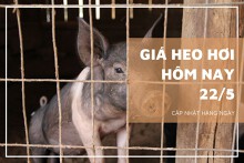 Giá heo hơi hôm nay 22/5: Xu hướng tăng - giảm trái chiều sẽ còn tiếp diễn trong tuần tới?