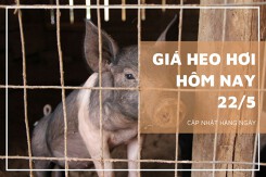 Giá heo hơi hôm nay 22/5: Xu hướng tăng - giảm trái chiều sẽ còn tiếp diễn trong tuần tới?