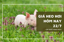 Giá heo hơi hôm nay 22/7: Tăng giảm trái chiều trên toàn quốc