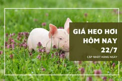 Giá heo hơi hôm nay 22/7: Tăng giảm trái chiều trên toàn quốc