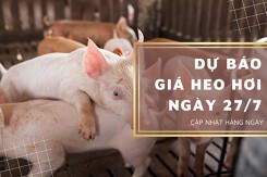 Dự báo giá heo hơi ngày 27/7: Ba miền sẽ tiếp tục điều chỉnh giảm trong ngày mai?