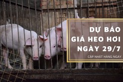 Dự báo giá heo hơi ngày 29/7: Đà giảm liệu có chững lại trong thời gian tới?