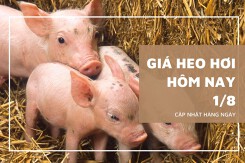 Giá heo hơi hôm nay 1/8: Đi ngang tại hầu hết các tỉnh thành trên cả nước