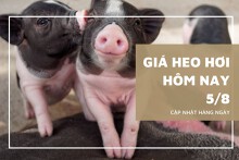 Giá heo hơi hôm nay 5/8: Chững giá trên diện rộng, mốc giá thấp nhất là 60.000 đồng/kg