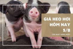 Giá heo hơi hôm nay 5/8: Chững giá trên diện rộng, mốc giá thấp nhất là 60.000 đồng/kg
