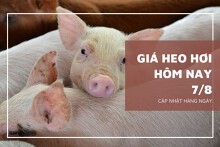 Giá heo hơi hôm nay 7/8: Xu hướng tăng - giảm trái chiều sẽ còn tiếp diễn trong tuần tới?