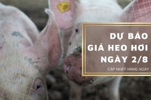 Dự báo giá heo hơi ngày 2/8: Duy trì xu hướng đi ngang tại nhiều tỉnh thành?