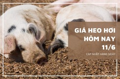 Giá heo hơi hôm nay 11/6: Tiếp đà giảm ở một vài nơi trên cả nước