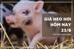 Giá heo hơi hôm nay 23/6: Điều chỉnh 1.000 - 3.000 đồng/kg ở một số tỉnh thành