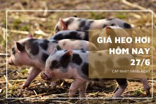 Giá heo hơi hôm nay 27/6: Tăng nhẹ trong phiên đầu tuần